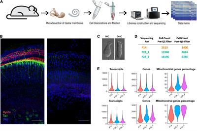 Profiling mouse cochlear cell maturation using 10× Genomics single-cell transcriptomics